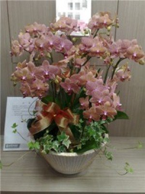 蘭花