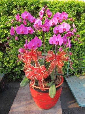 蘭花