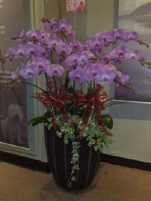 蘭花