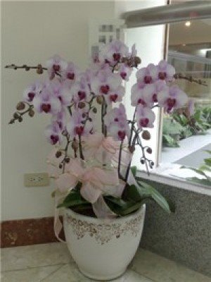 蘭花