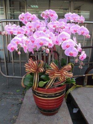 蘭花
