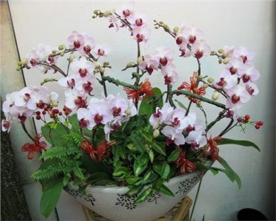 蘭花