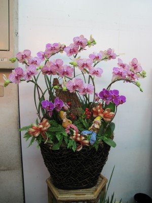 蘭花