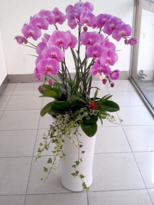 蘭花