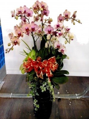 蘭花