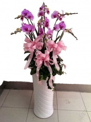 蘭花