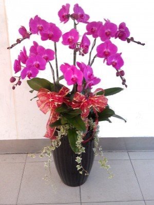 蘭花