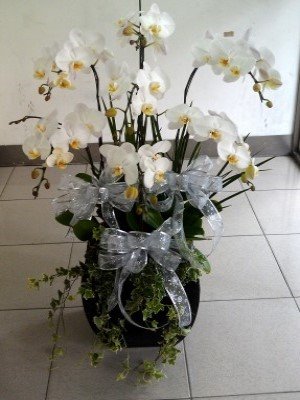 蘭花
