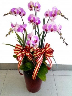 蘭花