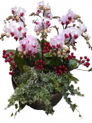 蘭花