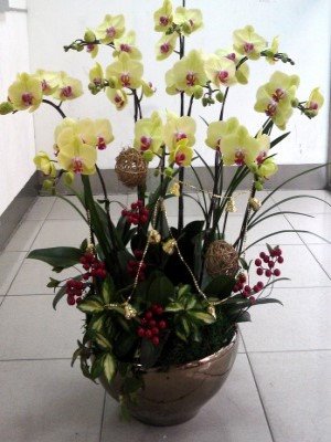 蘭花