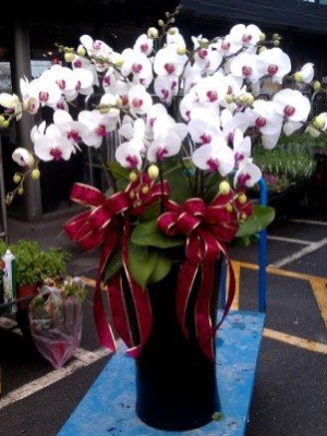 蘭花