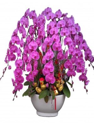 蘭花