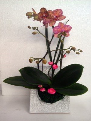 蘭花