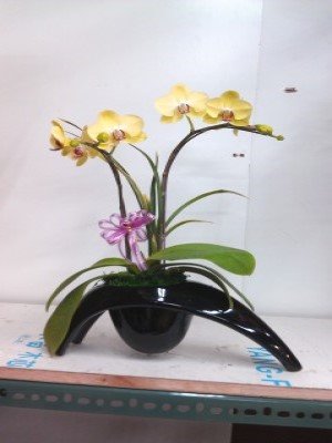 蘭花
