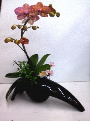 蘭花