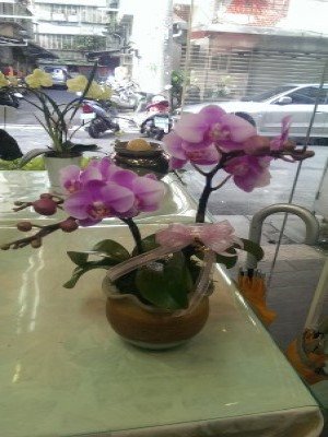 蘭花