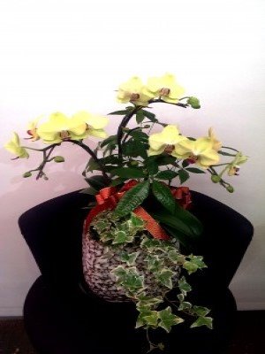 蘭花