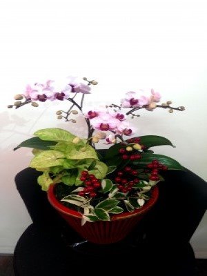 蘭花