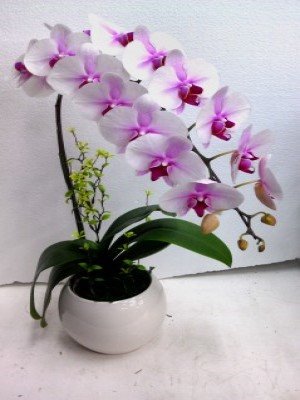蘭花