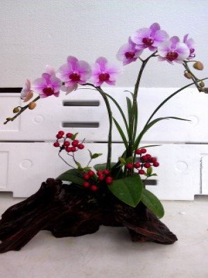 蘭花