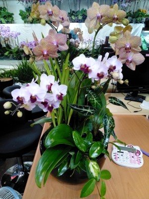 蘭花
