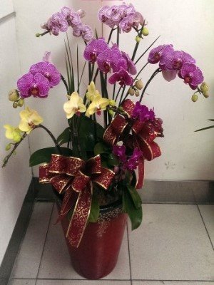 蘭花