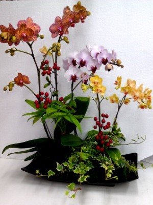 蘭花