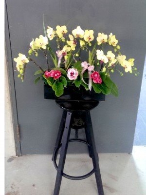 蘭花