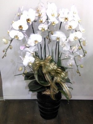 蘭花