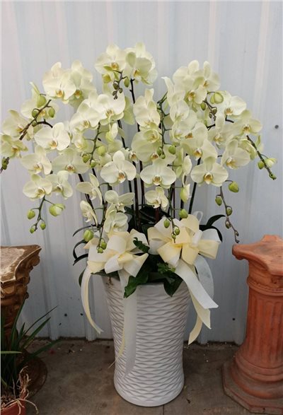 蘭花
