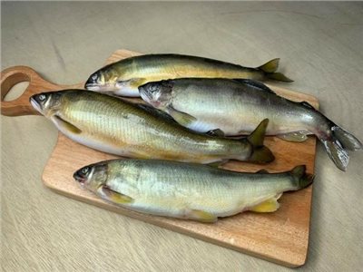 黃金香魚