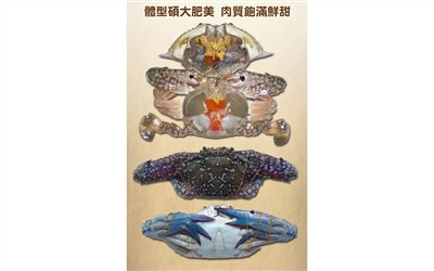 佐渡花蟹