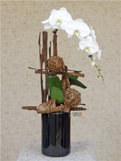 蘭花盆景