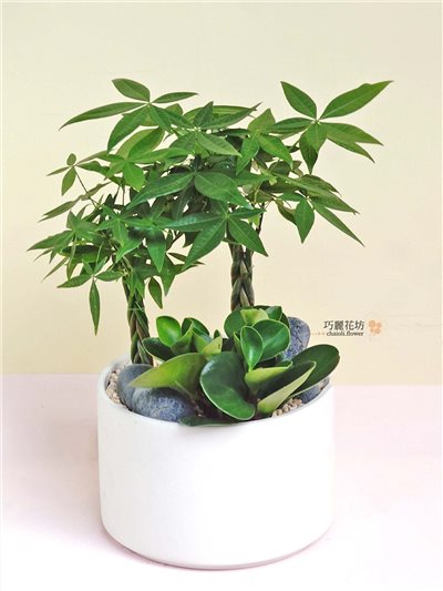 發財樹