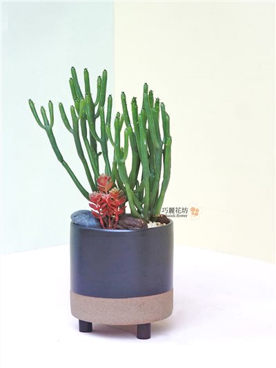 可愛小植物