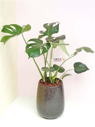 開幕盆栽