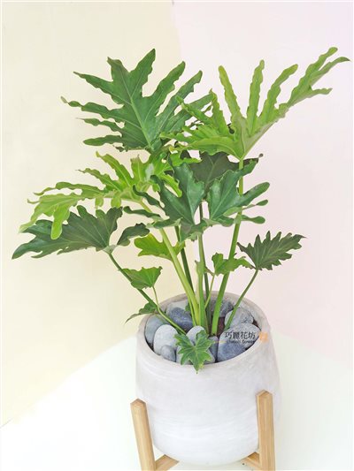 送禮盆栽