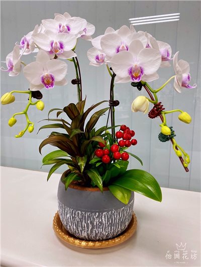 桌上型蘭花小品