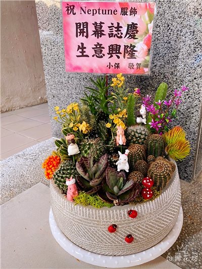 桌上型多肉植物