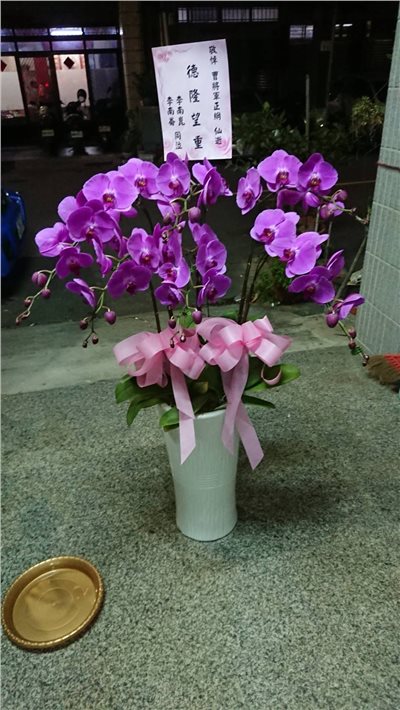 5入追思落地型蘭花