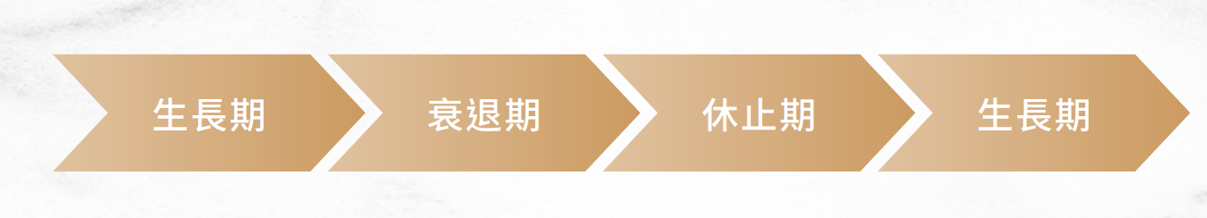 熱蠟除毛教學課程 毛髮生長週期 解說圖