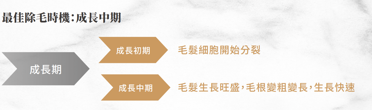 熱蠟除毛最佳除毛時機 成長期中期 整理