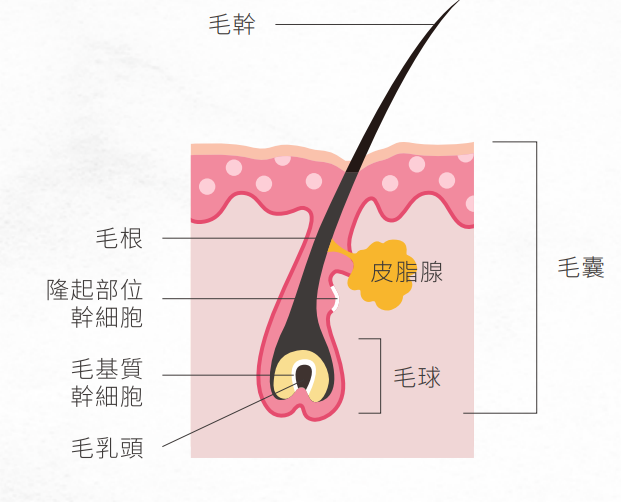 皮膚概論 毛乳頭 微細血管 熱蠟除毛教學內容